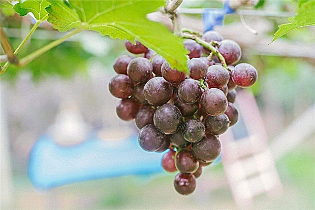 Grape variety Favor
