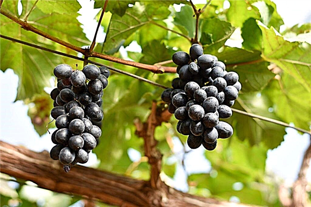 Gala grapes