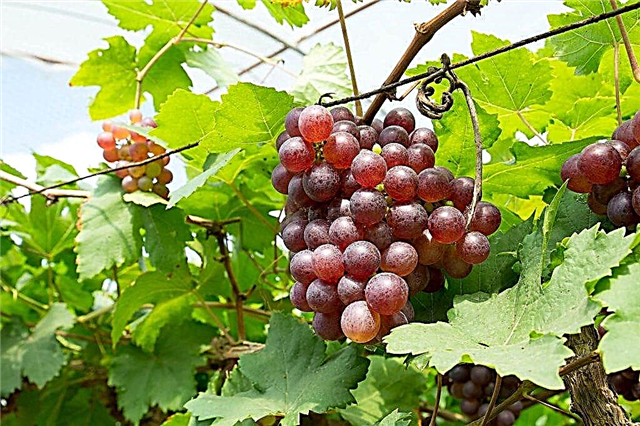Descrição de uvas Minsk rosa