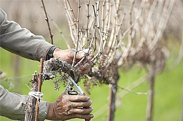 Pruning grapes in the middle lane