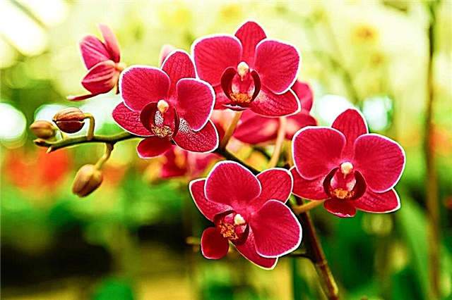 Como as flores se parecem com uma orquídea
