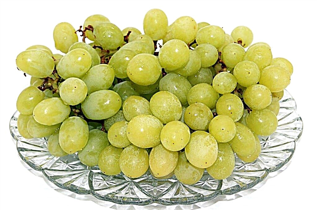 Characteristics of grapes White Miracle