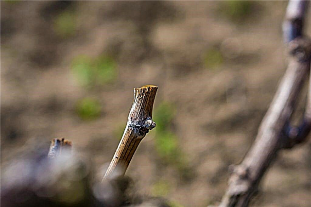 Tehnologia plantării strugurilor prin butași fără rădăcini