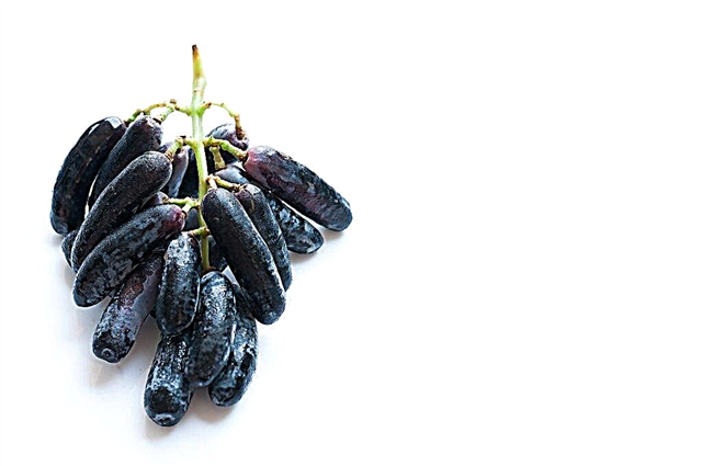 Black Finger Grape