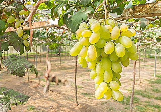 Descripción de la variedad de uva Sicilia