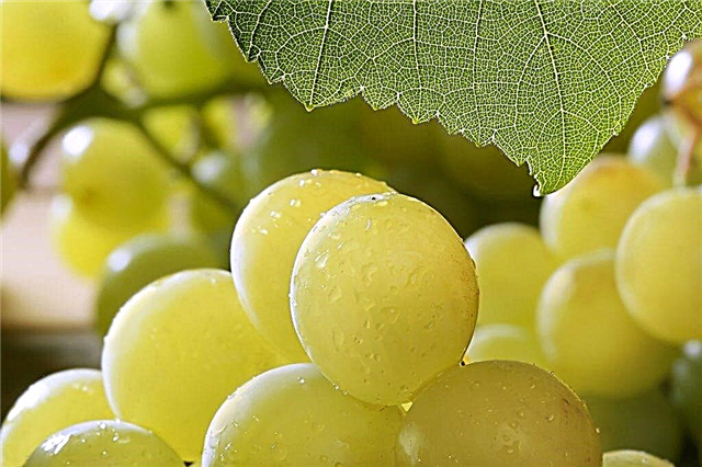 Blagovest grapes