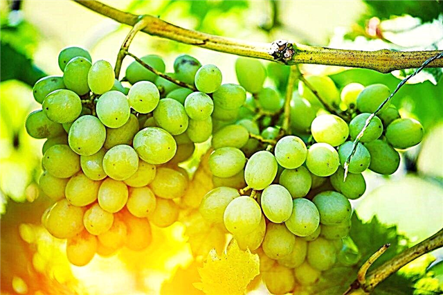 Značilnosti sorte grozdja Fenomen