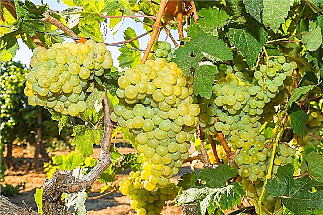 Növekvő szőlő Rusbol
