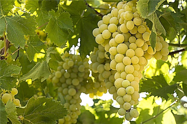 Cultivo de uvas Solaris