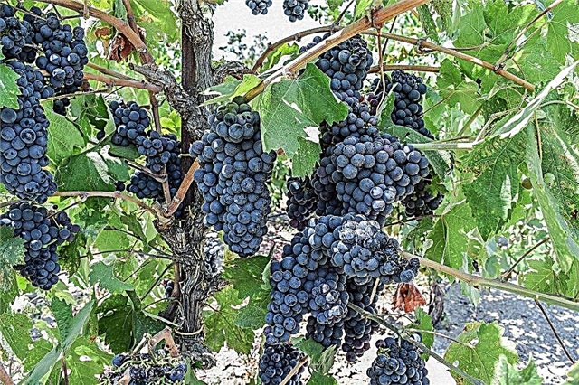 Cultivo de uvas Perlas negras