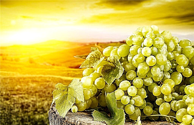 Useful properties of green grapes