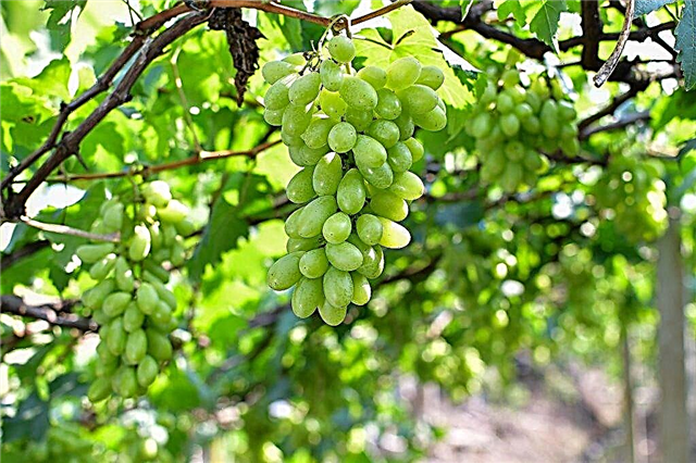 Presente para uvas Zaporizhzhia