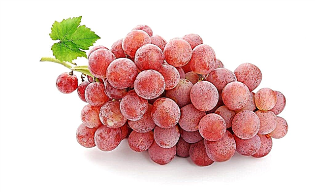 Grape variety Red kishmish