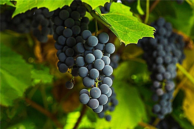 Características da uva Mineira