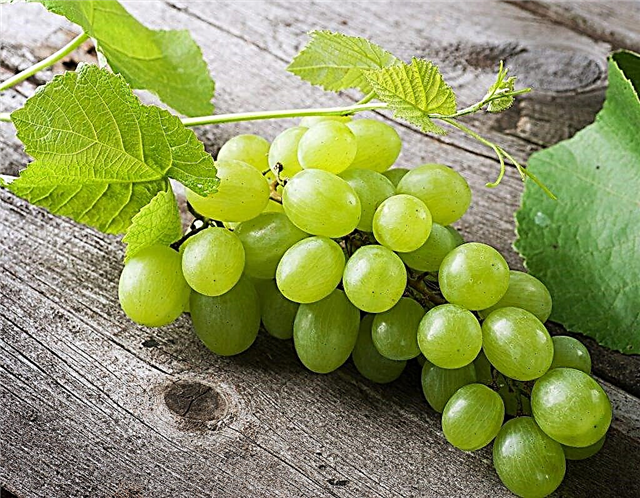 Grape variety Anthony the Great