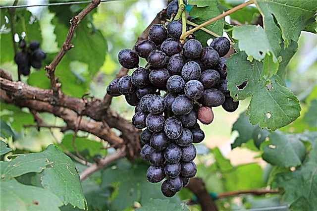 Características de la variedad de uva Valiant.