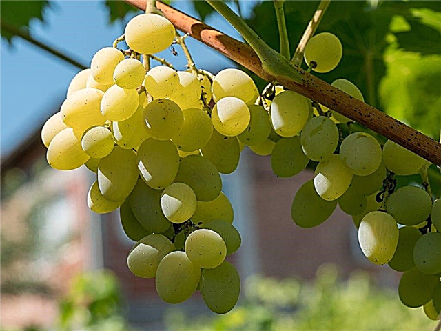 Cultivo de uvas Elegante