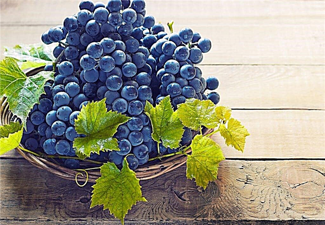 Características de las uvas sin semillas.