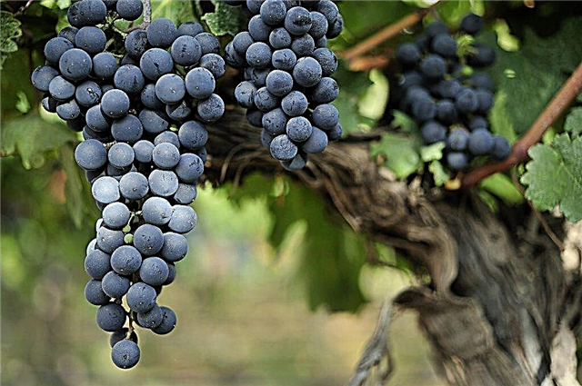 Description of the grape variety Livadia black