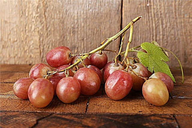 Ruta grapes