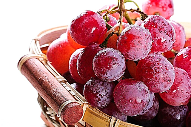 Red grapes and its features