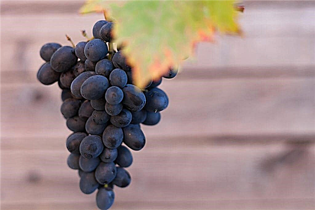Vynuogių veislė Black Grand