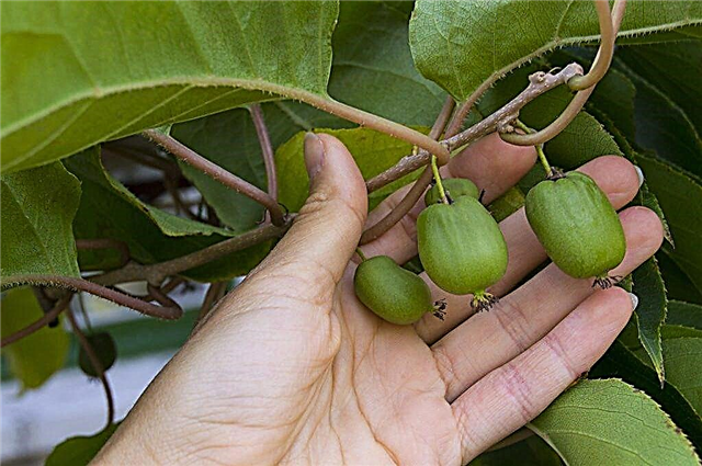Comment prendre soin des raisins secs d'Extrême-Orient