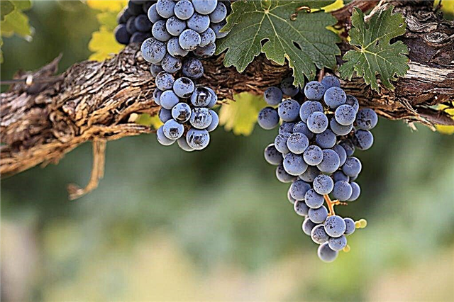 Merlot grape variety