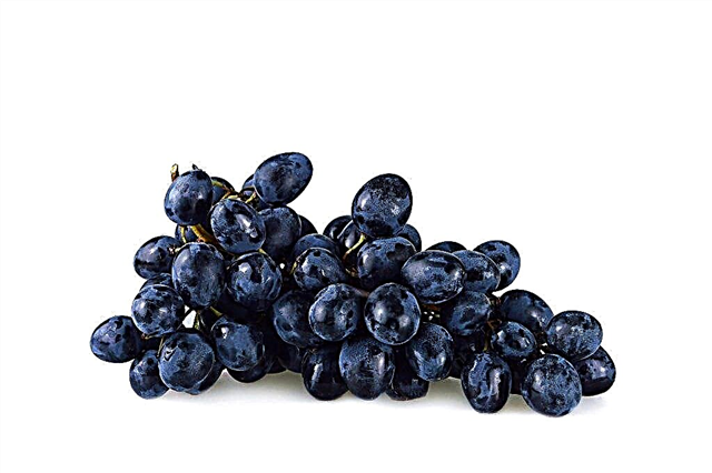 Cultivo de uvas rómbicas