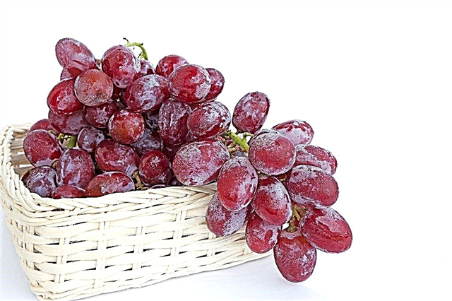 Growing Rizamat grapes
