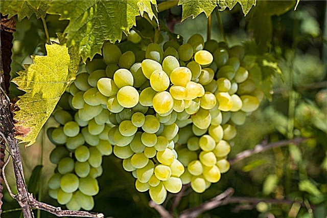 Description of Rkatsiteli grapes