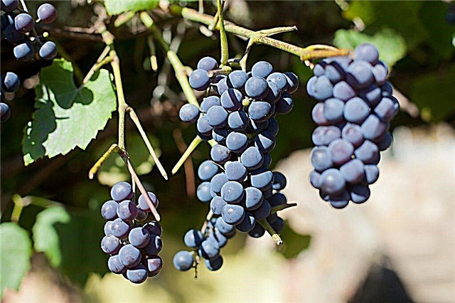 Miks viinamarjad kukuvad?