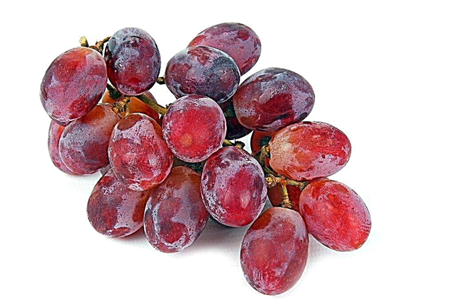 Helios druiven
