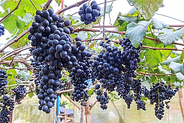 Vynuogių veislės „Zabava“ aprašymas