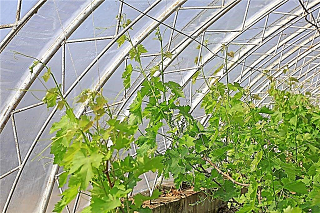 Reglas para cultivar uvas en un invernadero de policarbonato