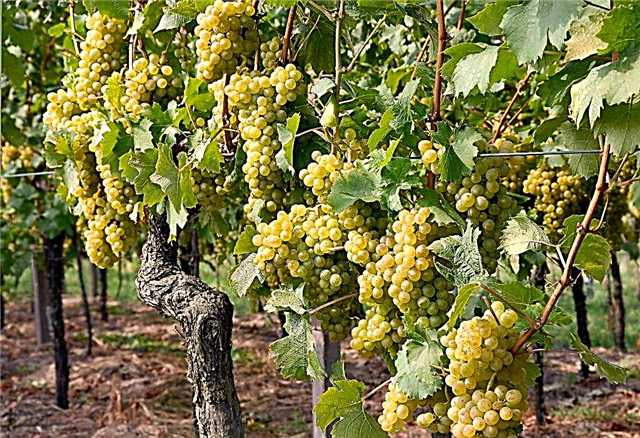 Penerangan mengenai varieti anggur Hungary