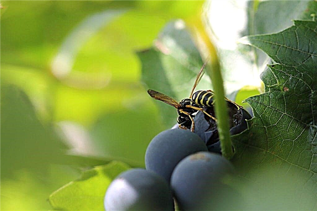 How to deal with wasps on grapes