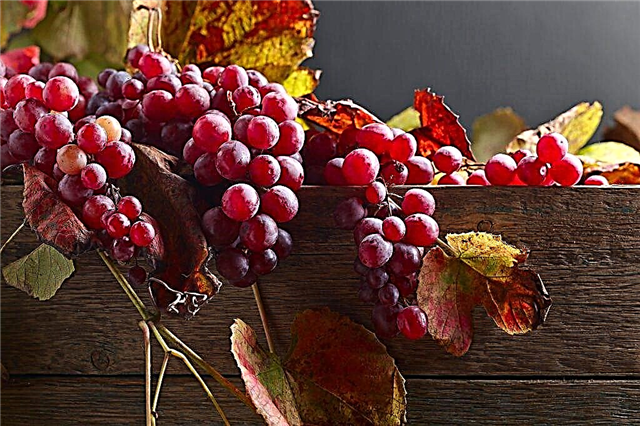 Grape variety in Memory of the Teacher