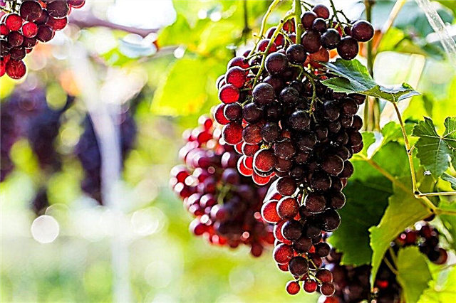 Growing grapes Levokumsky