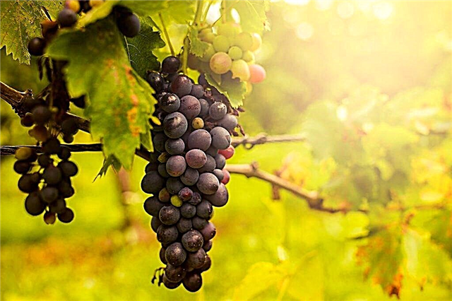 Variedad de uva Cataluña
