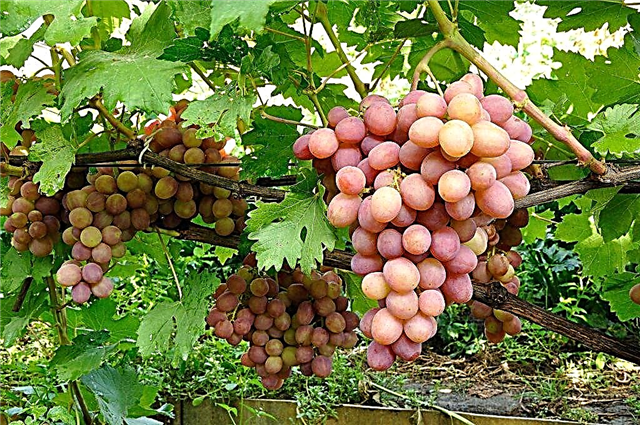 Culture du raisin Bohême