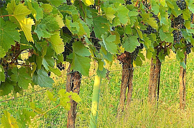 Tumbuh anggur di Rusia Tengah