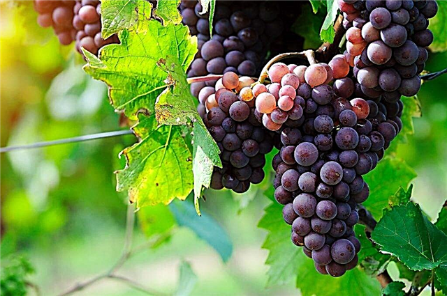 Garnacha viinamarjasordi omadused