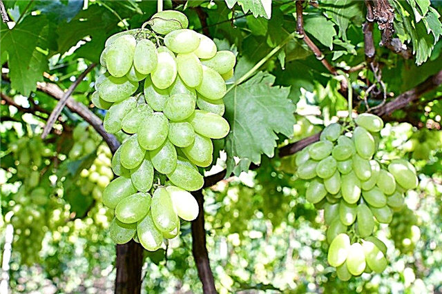 Frost-resistant grape varieties
