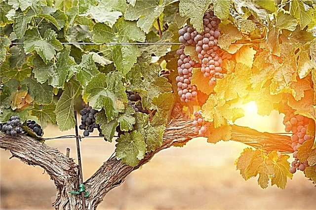 Watering grapes in autumn