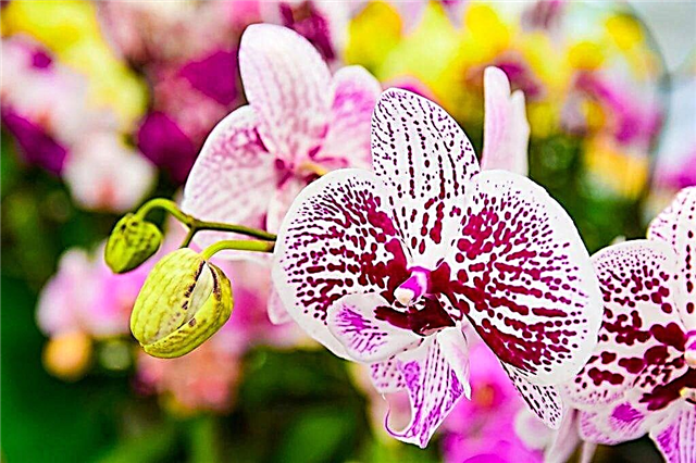 Forberedelse og transplantation af en blomstrende orkide
