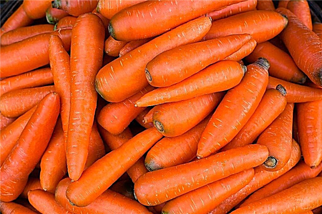 Je dobré dát zvířatům mrkev?