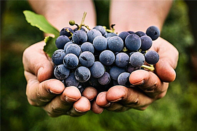 Niebieskie odmiany winogron