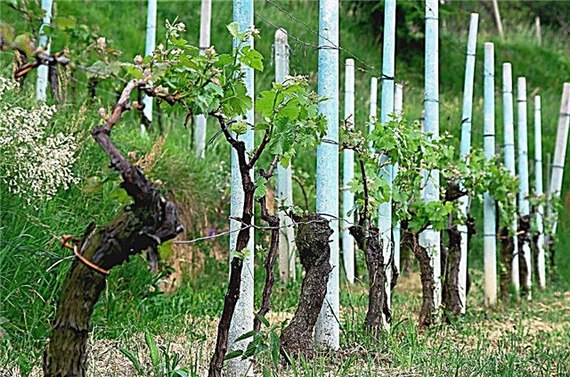 Trellis for grapes from plastic pipes