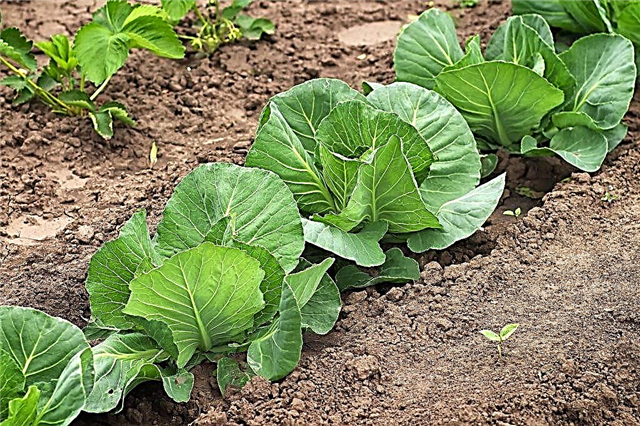 Cabbage varieties for outdoor cultivation